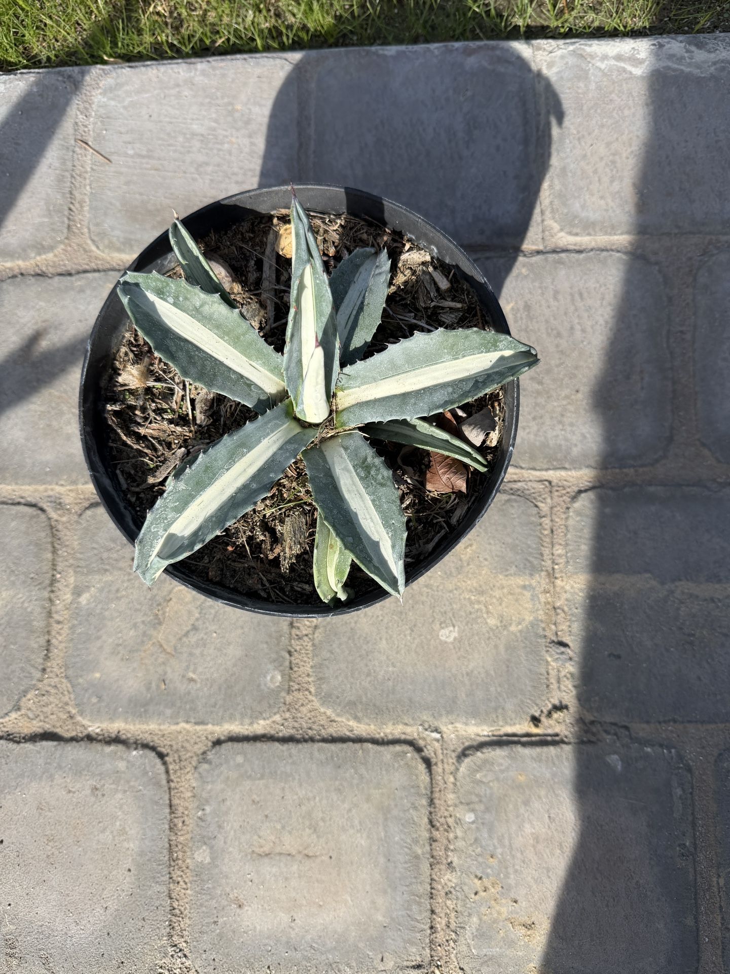 Beautiful Agave Medio Picta – 8” and 5 gallon size.