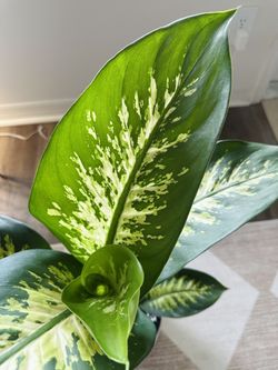 Stunning Dieffenbachia Tropic Snow