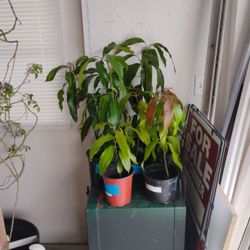 Mango Trees 