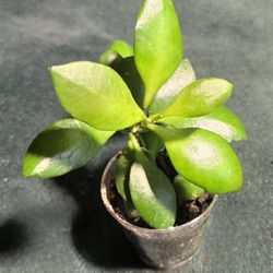hoya heuschkeliana yellow