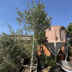 Olive Tree 24 Gal (Ball Up Top)