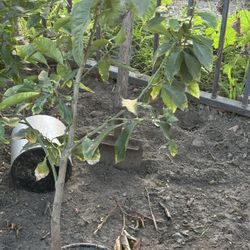 2 Plantas De Limon Amarillos 
