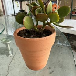 Mini Jade Plant