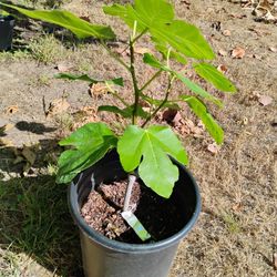 Fig Tree ( Col De Dame Noir)