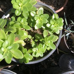 Suculenta