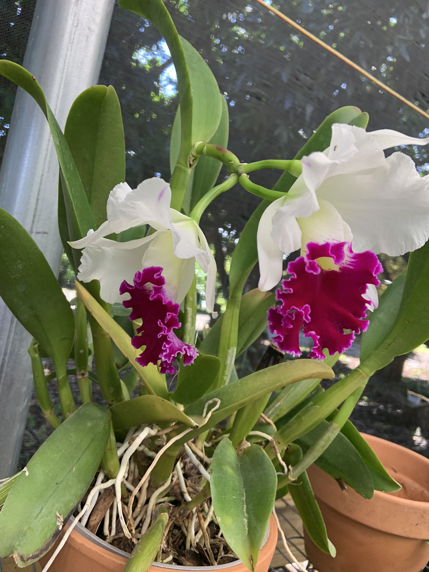 Cattleya Orchids