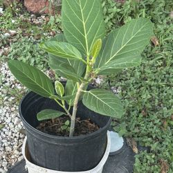 Indian Fig