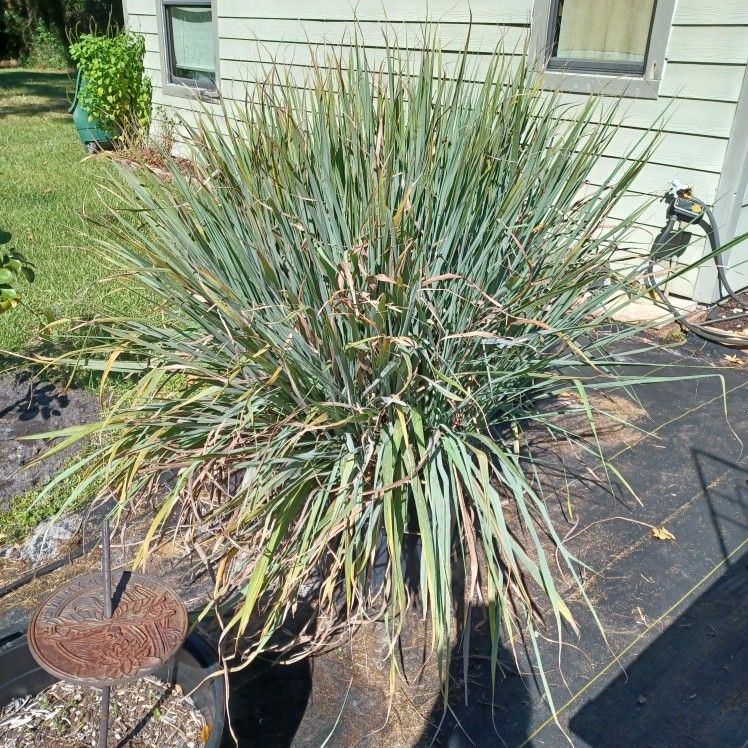 Lemon Grass Herb - $2/cluster or 3 Clusters for $5