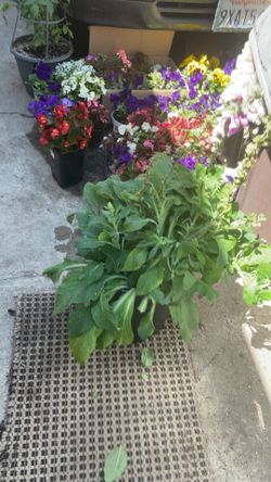 Large Snap Dragon Pink Potted Plant 