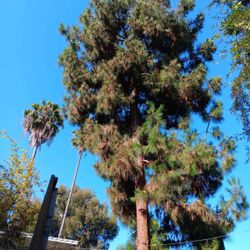 Trim Trees Remove Trees And More