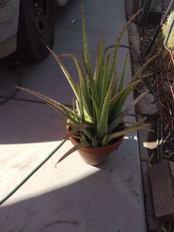 Aloe vera plant with pot