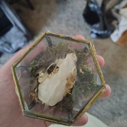Mink Skull