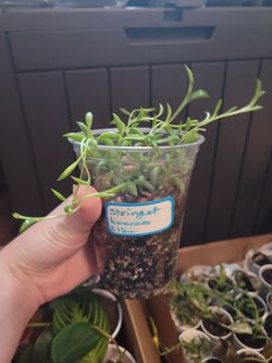 String Of Bananas Plant