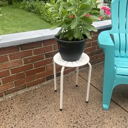 Live Plants With Stand 