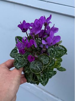 Cyclamen plant