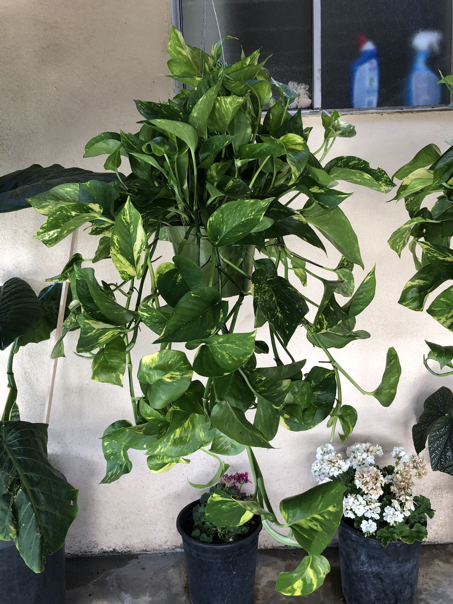 Plantas :Cuna de Moises.Guias.Sisis