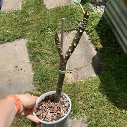 Plumeria Golden Sun Rooted Cutting