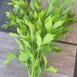 Maggie, Lovage Plant Bunch - Organic