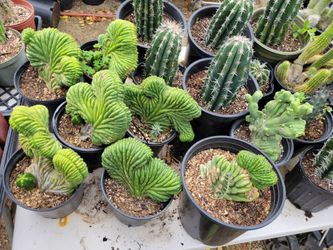 Crested san Pedro cactus
