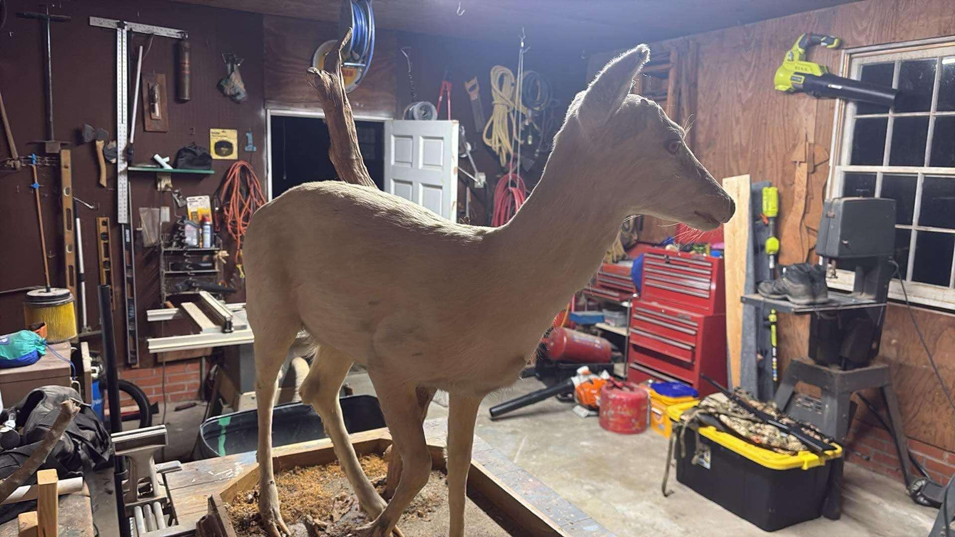 Deer Decor Mount