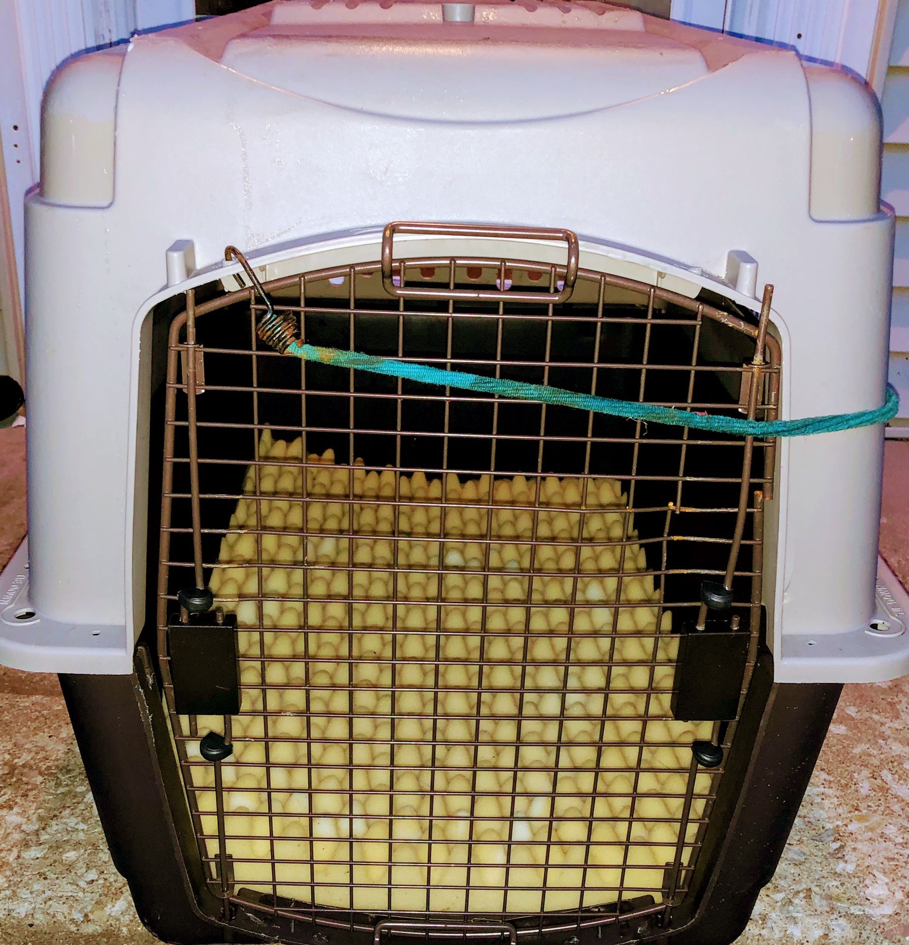 Photo inspiration: Picture Idea: Large Dog Kennel Crate And Tommy Bahama Doggie Bed For