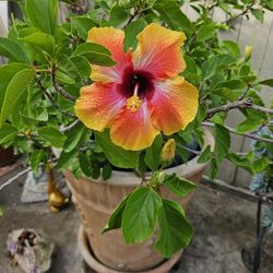 🌼 YELLOW HIBISCUS PLANT FOR SALE – BEAUTIFUL BLOOMS 🌼