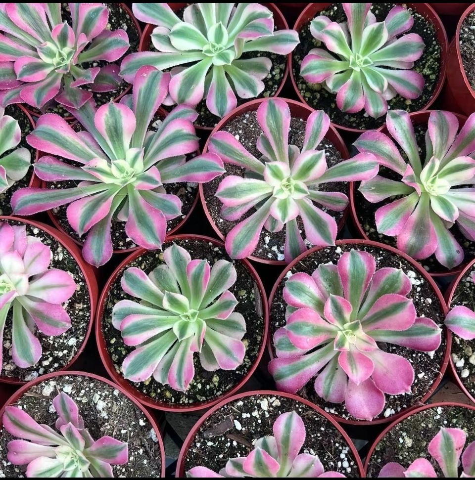 Pink Witch Aeonium | Rare Succulent |