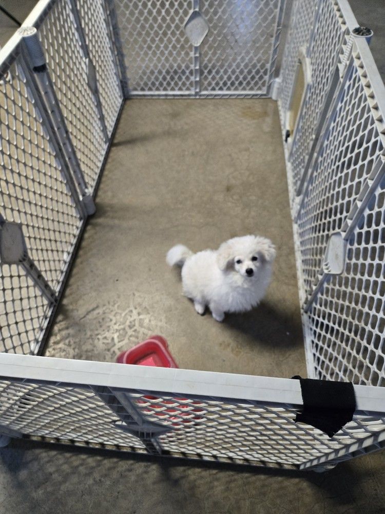 Dog Playpen