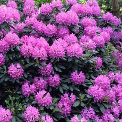 ‘English Roseum’ rhododendron bushes —