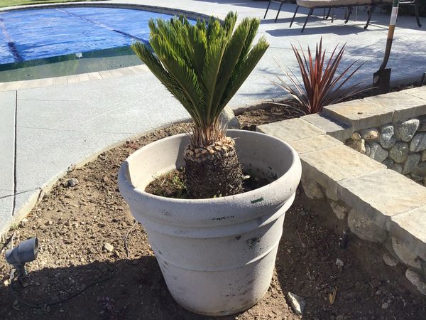 Large Cement Pot planter With Mature Sago Palm For Sale In Upland CA OfferUp