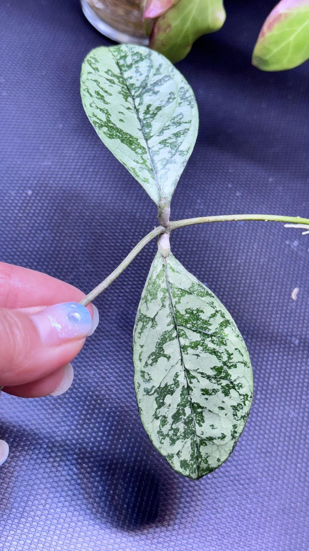 Hoya Crassipetiolata Round Splash 