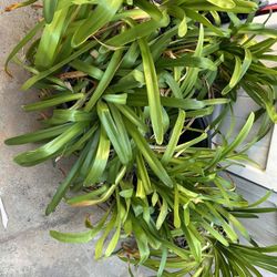Agapanthus Plants – Large Clump, Multiple Plants – $40