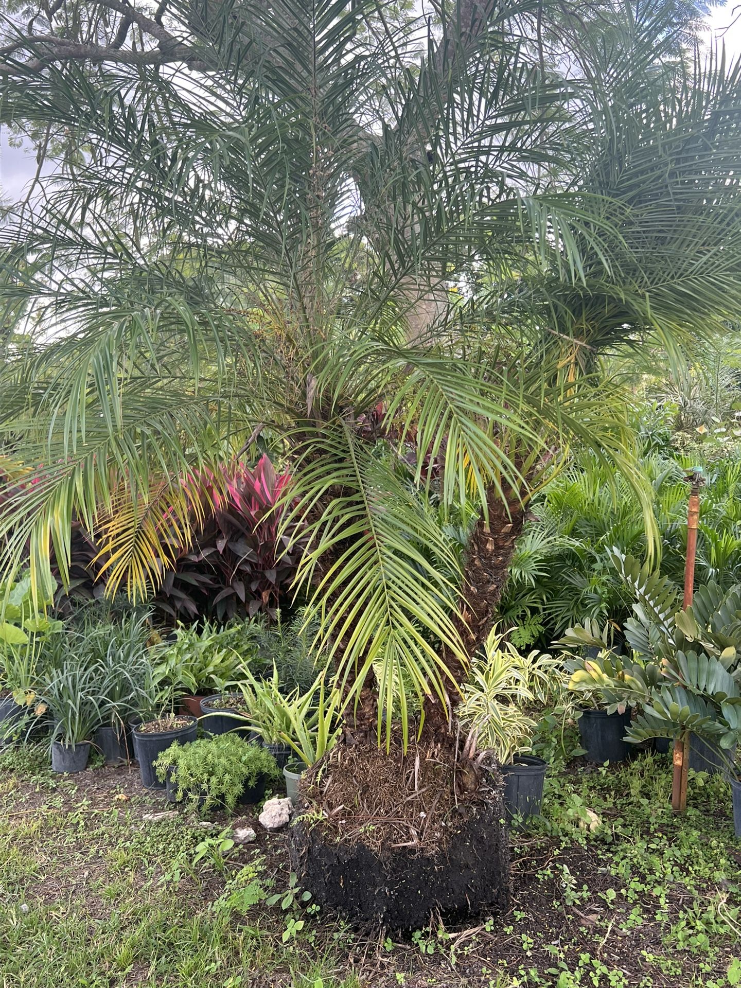 Robalina Palm