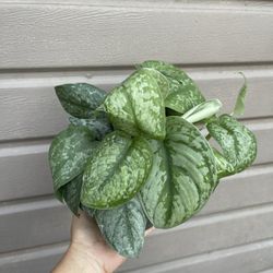 6” Scindapsus Silver Splash