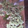 Aquatic plants