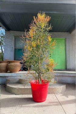 Large Fire Stick Plant Tree