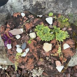 Lava Rock  With Succulent  Plants