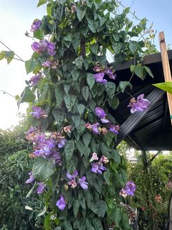 Snail vine plant