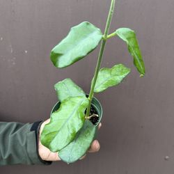 Hoya Globulosa In 4” Pot 