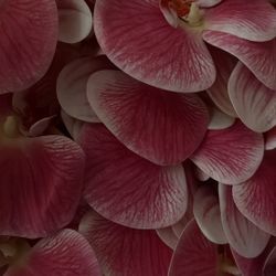 Long Stemmed, Artificial Orchids