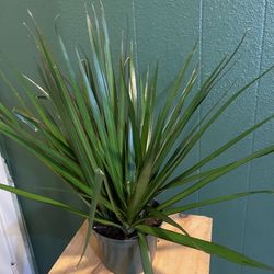 Indoor Plant 