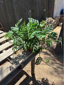Monstera Adansonii