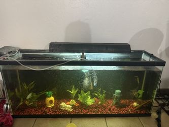 55 Gallon Fish Tank With Accesories