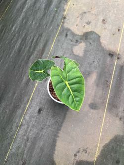 Alocasia Golden bone
