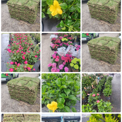 Jeranios... azaleas,