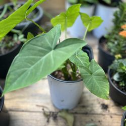 Alocasia / Elephant Ear Plant (Tropical Plant)