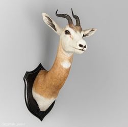 Rare White Springbok Antelope Taxidermy Shoulder Mount