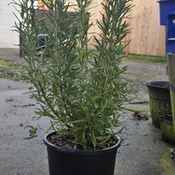 1 Gallon Rosemary
