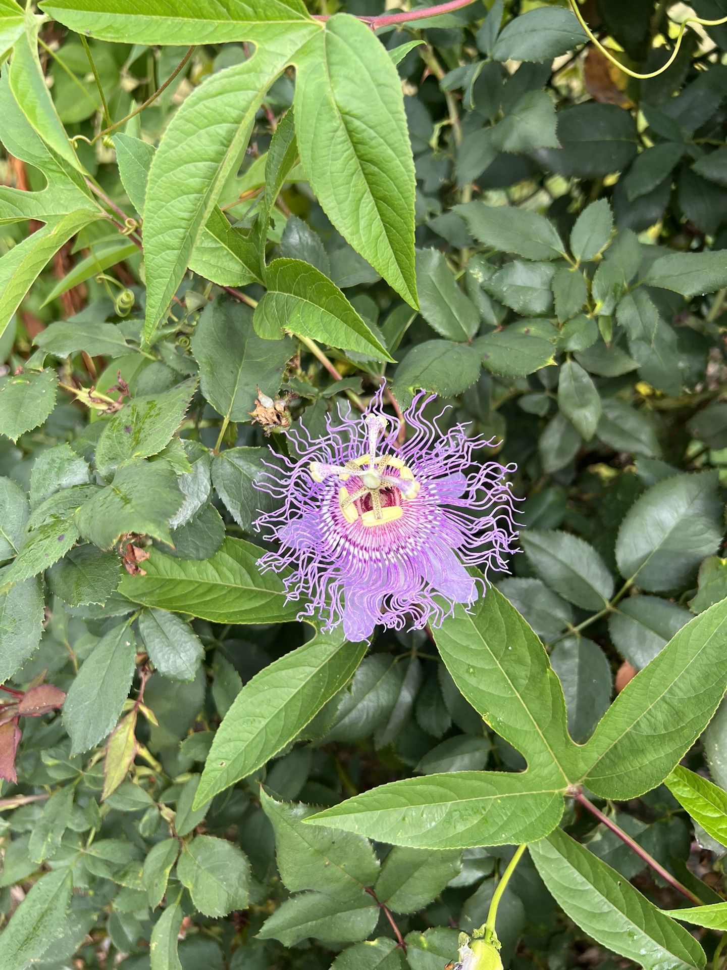 READ!!! PASSION FRUIT FLOWERING VINE π± PERENNIAL
