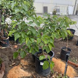 Mulberry Tree 